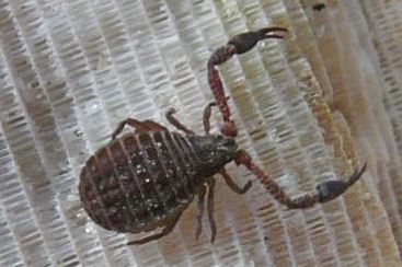kipscorpion